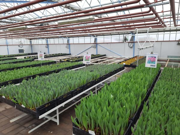 eerte tulpen in de kas start 2022