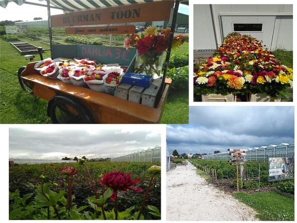 compilatie dalia foto's