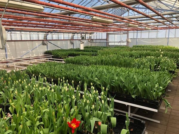 laatse tulpen in de kas van het seisoen