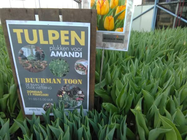 amandi foto tulpen
